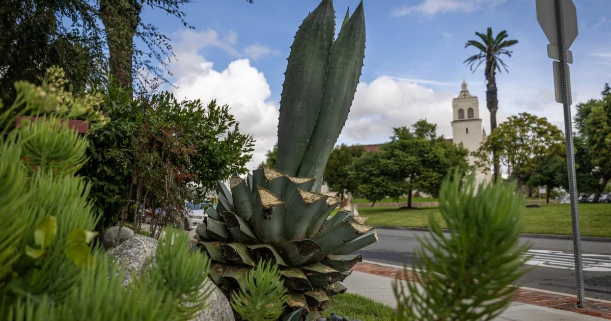 Agave plant hacking raises concerns among Torrance residents over local biodiversity threats