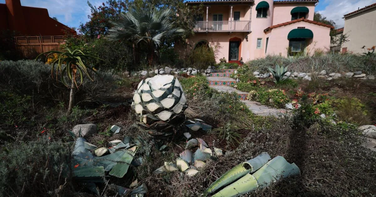 Agave Theft in SoCal: Farmers Face Major Losses as Thieves Target Valuable Leaves