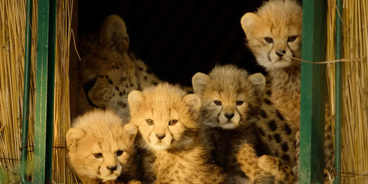 Apple TV's latest nature docuseries enhances streaming options for wildlife enthusiasts