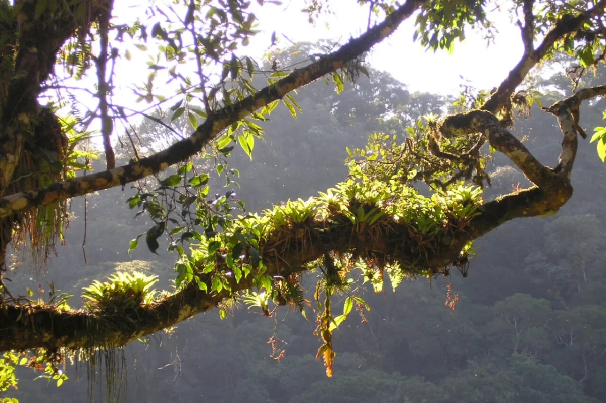 Breakthrough Brazilian Rainforest Plant Shows Potential in COVID-19 Treatment Research