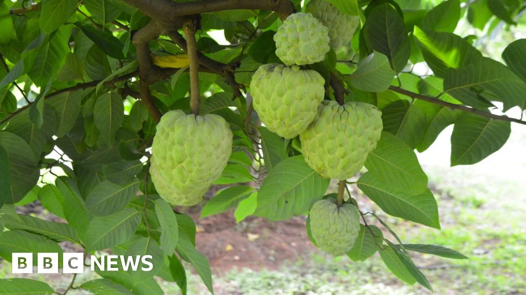 Custard Apples Show Resilience: Farming Innovation Flourishes in Harsh Climates