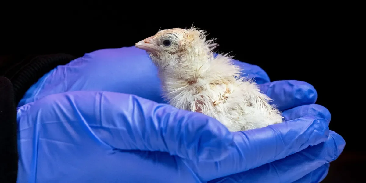 De-extinction Startups Hatch Live Chicks, Paving New Paths in Genetic Science