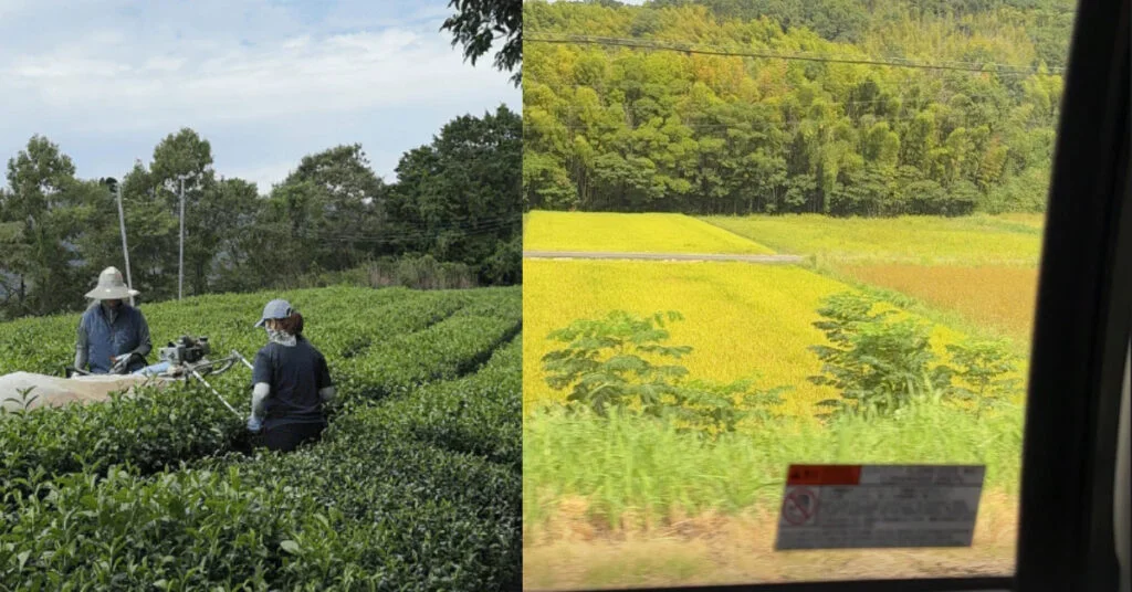 Entrepreneurs Identify Untapped Niche in Singapore's Saturated Matcha Market