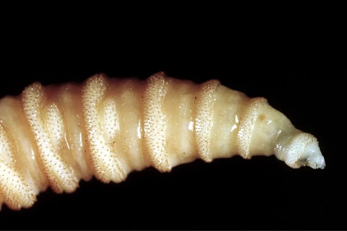 Flesh-Eating Screwworm Maggots Threaten Livestock Health Across Southern States
