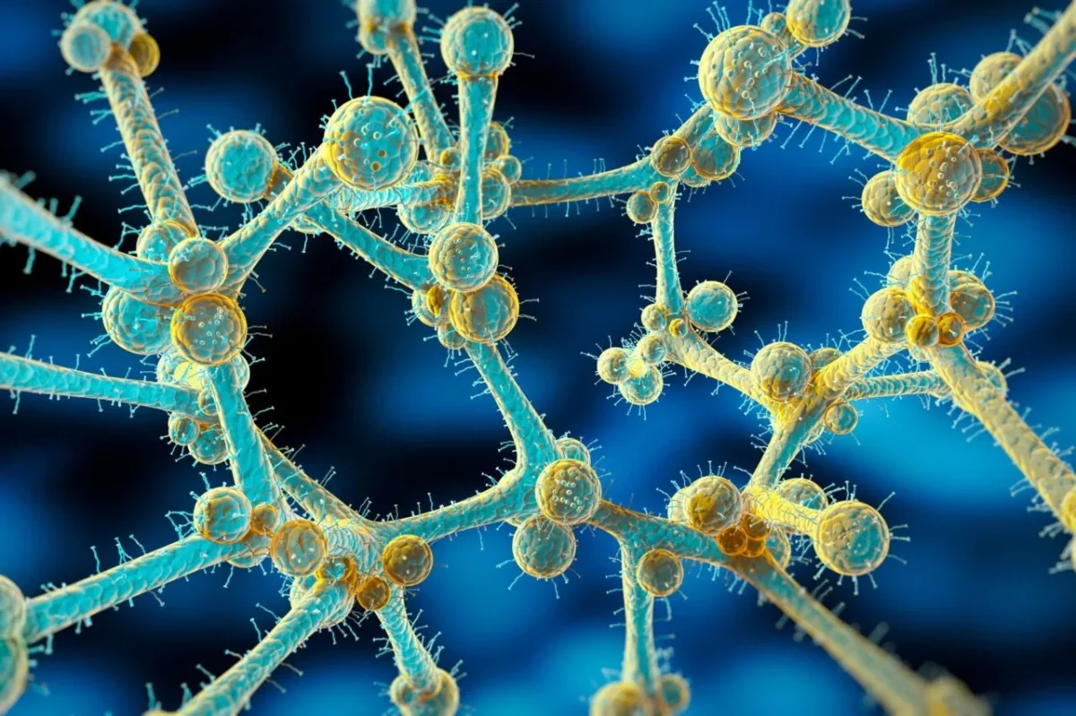 Global Health at Risk as Scientists Sound Alarm on Drug-Resistant Fungus Outbreak