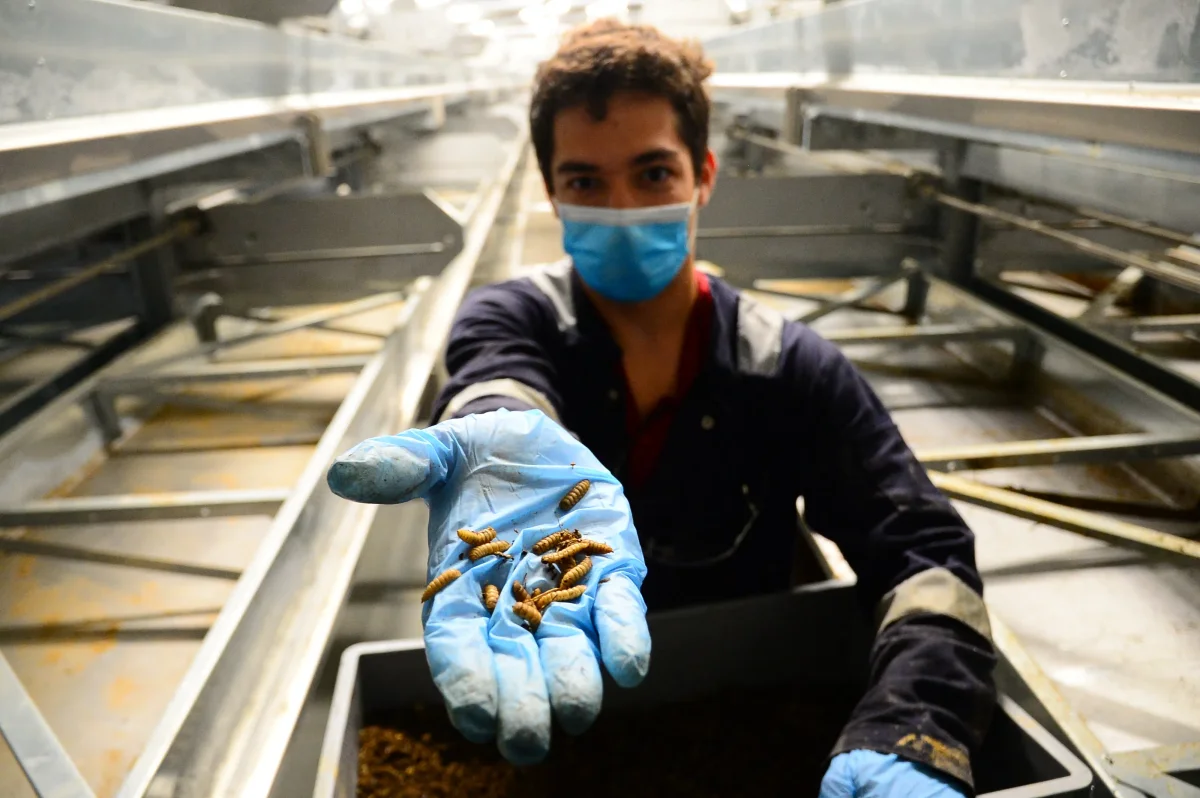 Insect Farming Industry Faces Crisis as Hopes for Sustainable Food Source Fade