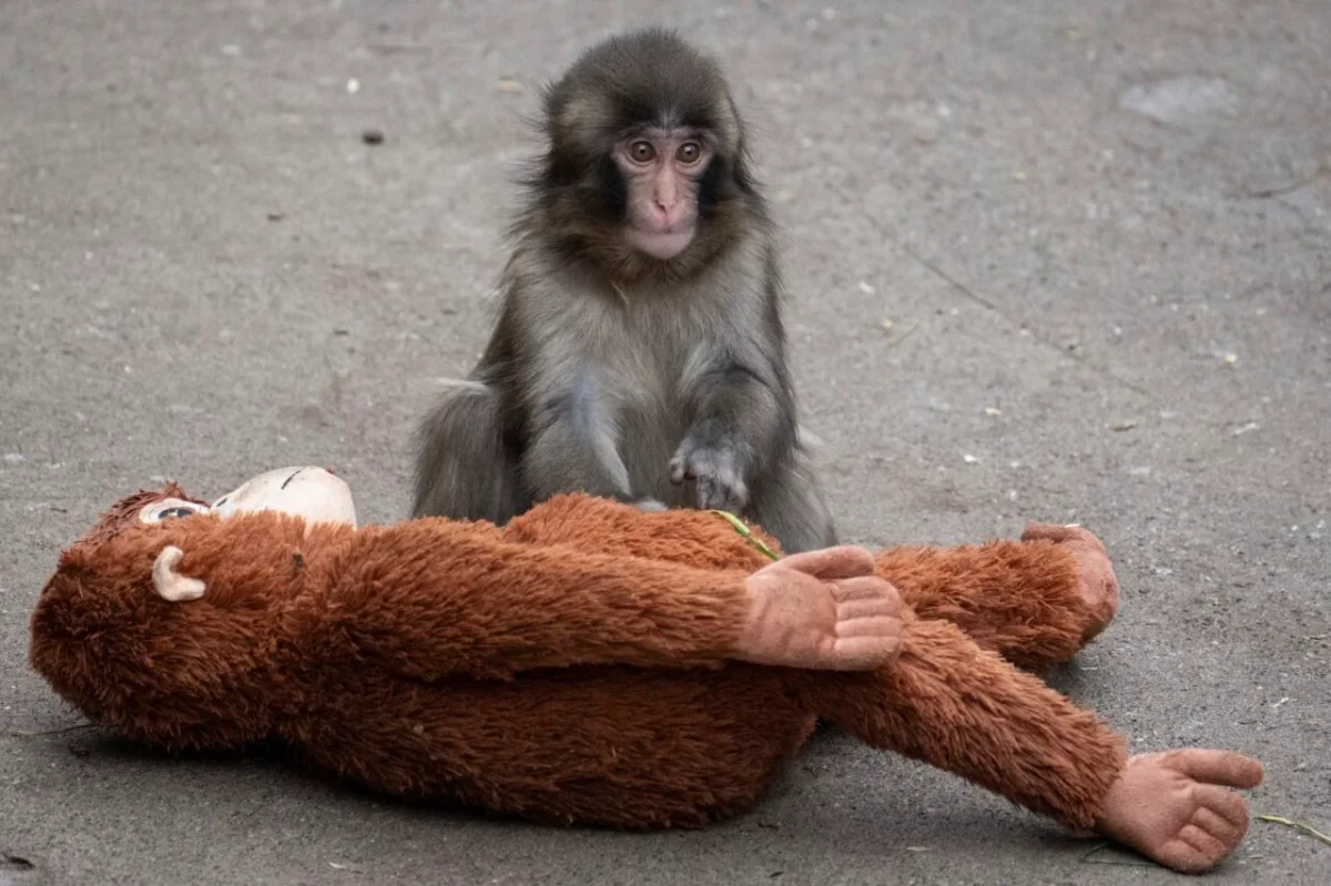 Memecoin Craze Sparks Controversy as Punch the Monkey's Habitat Breached
