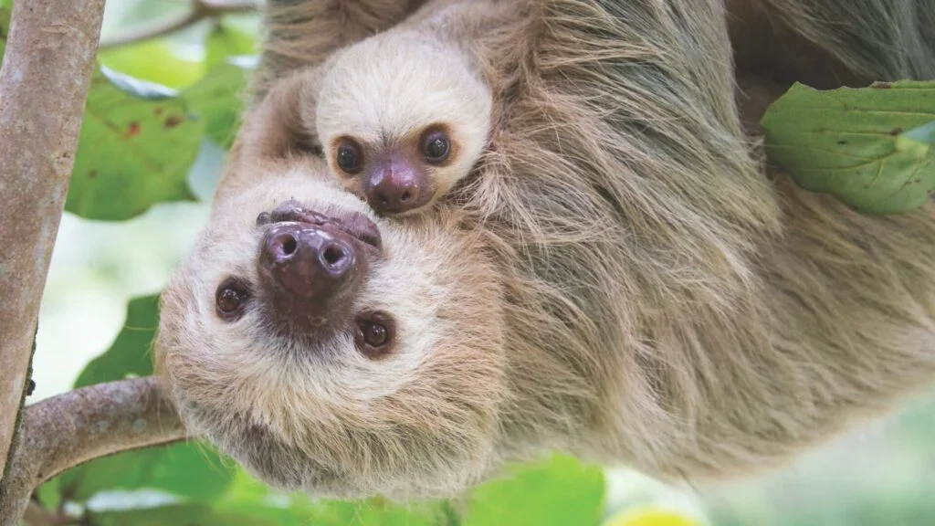 Orlando Attraction Faces Backlash After Tragic Death of 31 Sloths in Warehouse