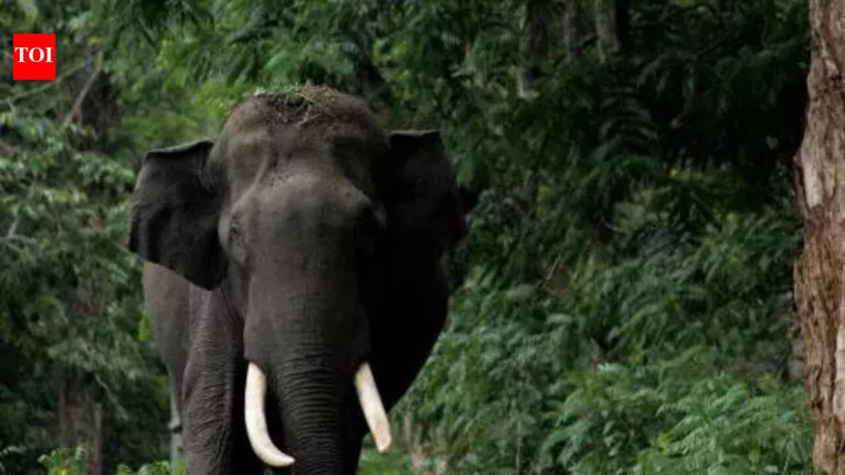 Palakkad's AI Elephant Detection System Faces Delay: More Trials Required for Launch