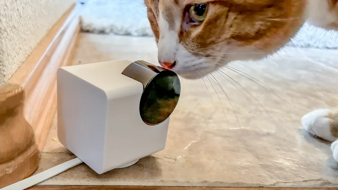 Pet Owners Embrace New 2026 Home Cameras for Remote Monitoring and Peace of Mind