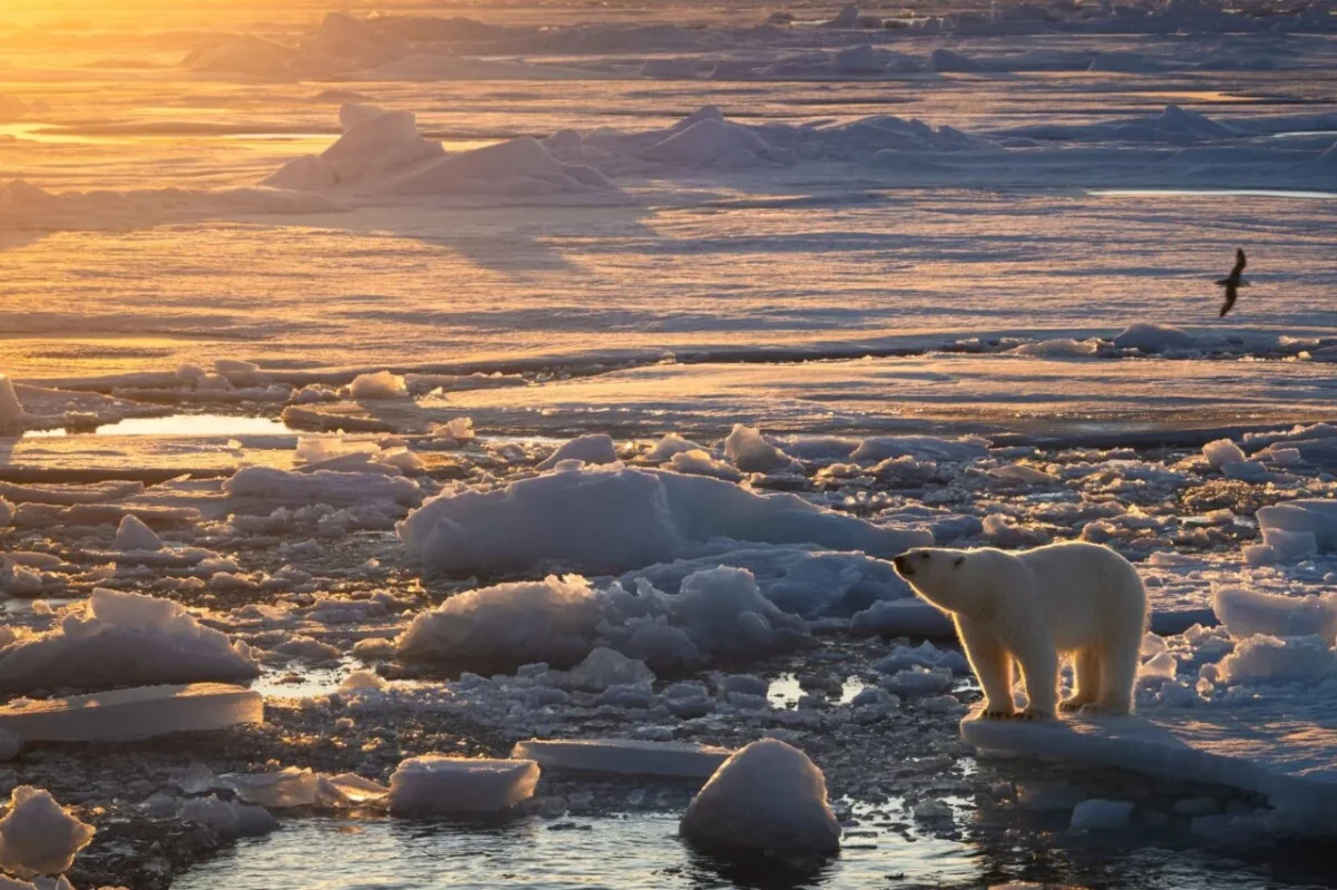 Polar Bear Adaptation: How Rising Temperatures Are Shaping Survival Strategies