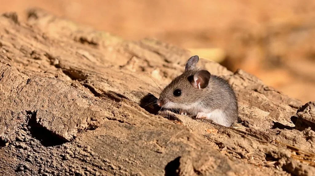 Polymarket Faces Backlash for Spreading Misinformation on Hantavirus Outbreak