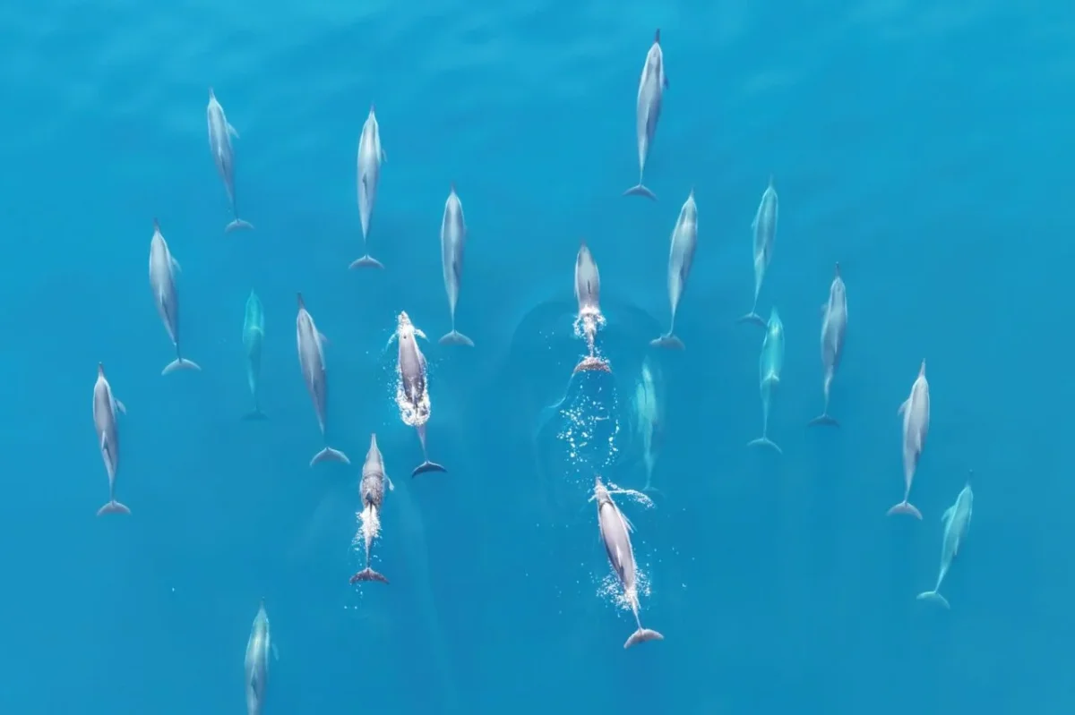 Record Ocean Heat Raises Alarm for Marine Life and Climate Stability in 2023