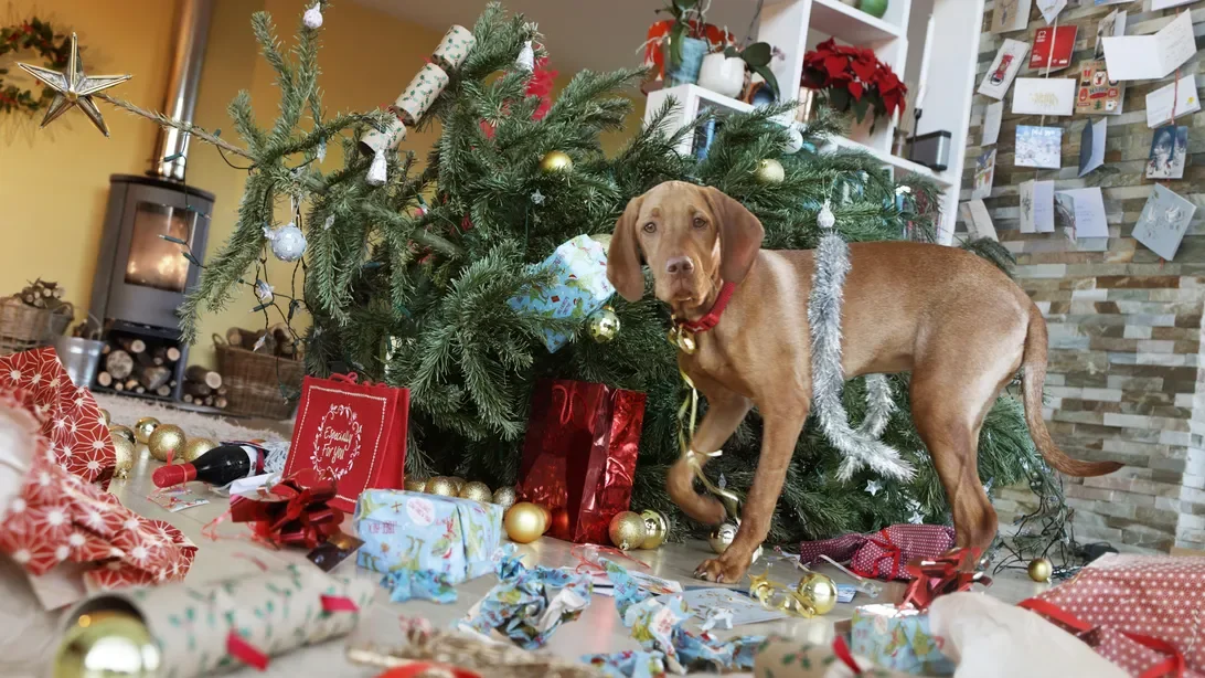 Study reveals why dogs react strongly to Wham's 'Last Christmas' during holidays