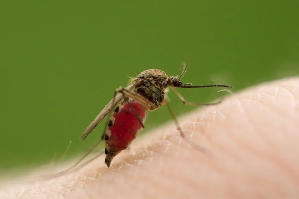 Surprising Discovery: Male Mosquitoes Found to Feed on Human Blood, Raising Health Concerns