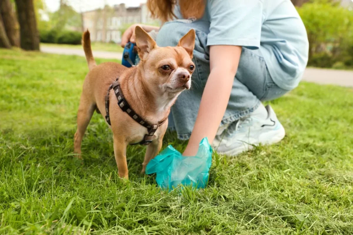 Unexpected Discovery in Pet Waste Raises Concerns About Environmental Health