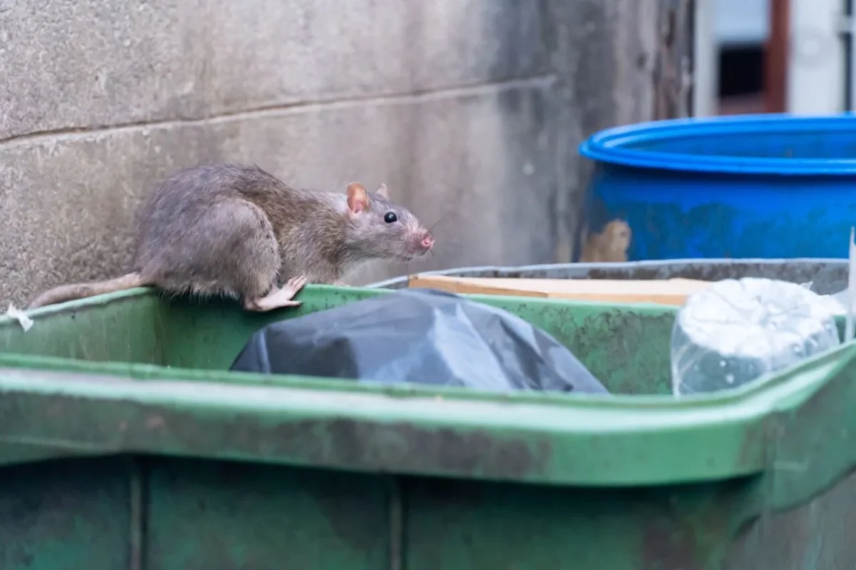 Urban Pest Crisis: How Rats and Roaches Impact Public Health and Safety Today