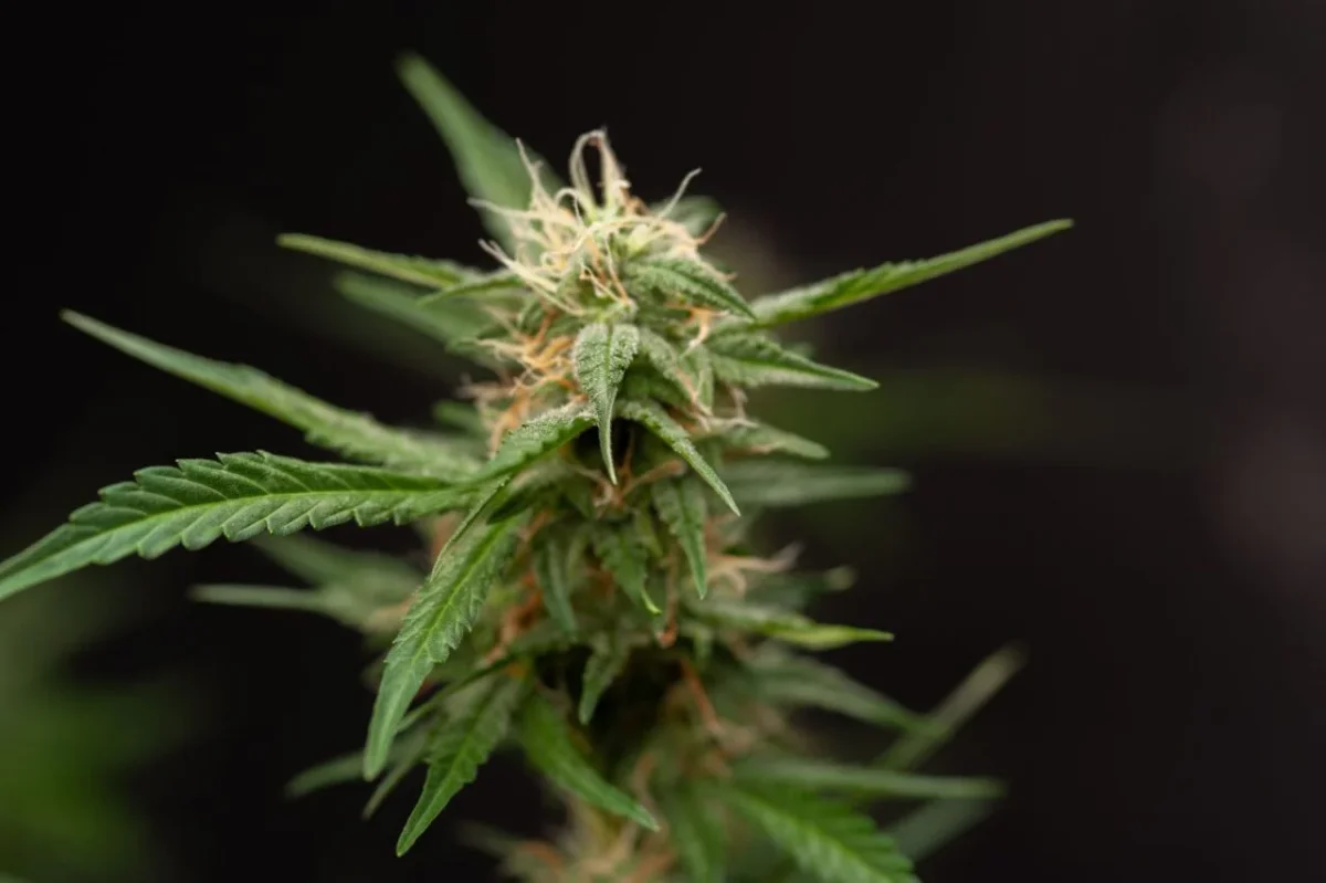 Vape Pen Promises Bitcoin Rewards as Cannabis and Crypto Converge in 2023